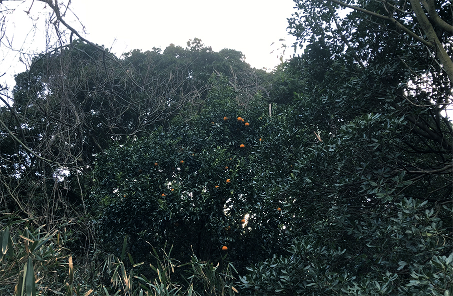 usigakubi
